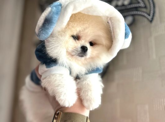 Mi̇kro Ve Teacup  3 Eekek Yavrular görsel