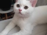 Sevgi Yumağı Oyuncu Bebekler