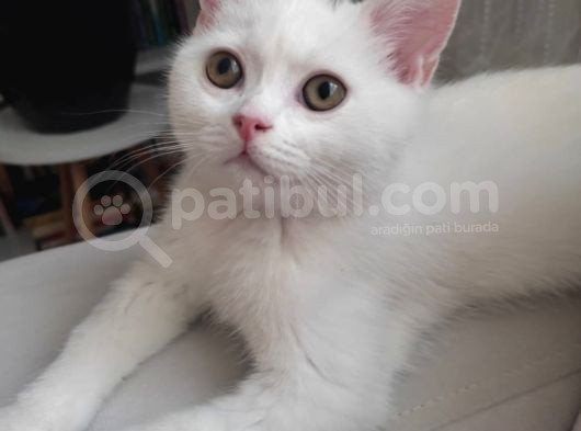 Sevgi Yumağı Oyuncu Bebekler görsel
