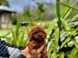 Toy Poodle Bebekler