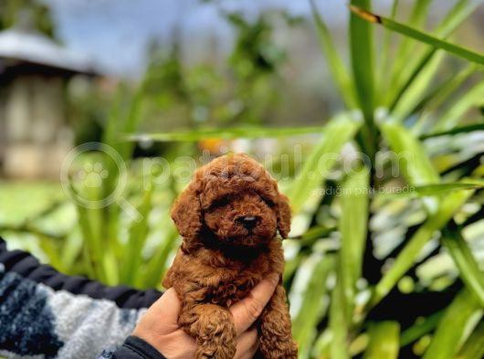 Toy Poodle Bebekler görsel