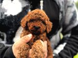 Toy Poodle Bebekler
