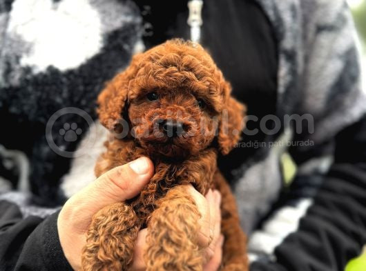 Toy Poodle Bebekler görsel