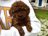 TOY POODLE BEBEKLER