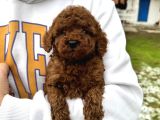 Toy Poodle Bebekler