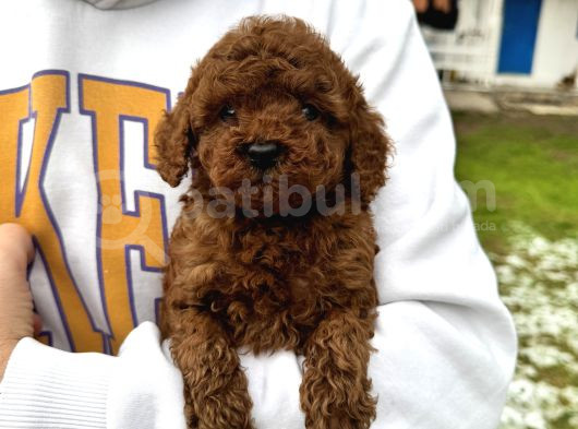 Toy Poodle Bebekler görsel