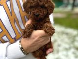 Toy Poodle Bebekler