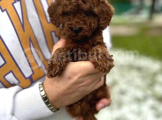Toy Poodle Bebekler görsel