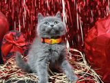 Safkan british shorthair Yavrular