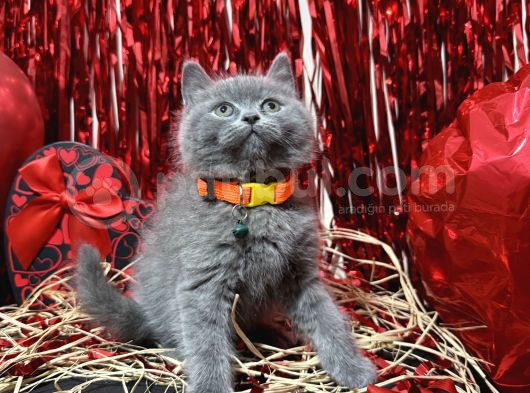 Safkan British Shorthair Yavrular