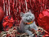 Safkan British Shorthair Yavrular