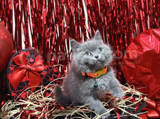 Safkan British Shorthair Yavrular görsel