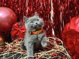 Safkan British Shorthair Yavrular