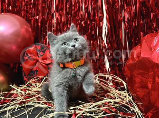Safkan British Shorthair Yavrular görsel