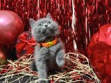 Safkan British Shorthair Yavrular