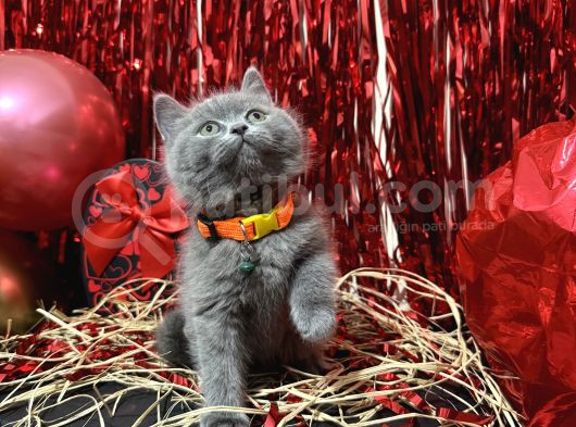 Safkan British Shorthair Yavrular görsel