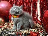 Safkan British Shorthair Yavrular
