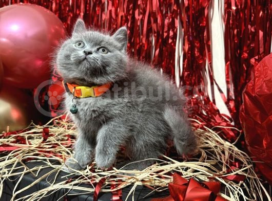 Safkan British Shorthair Yavrular görsel
