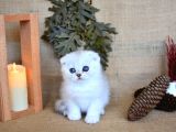 Pamuğumuz Silver Scottish Fold Yavrumuz