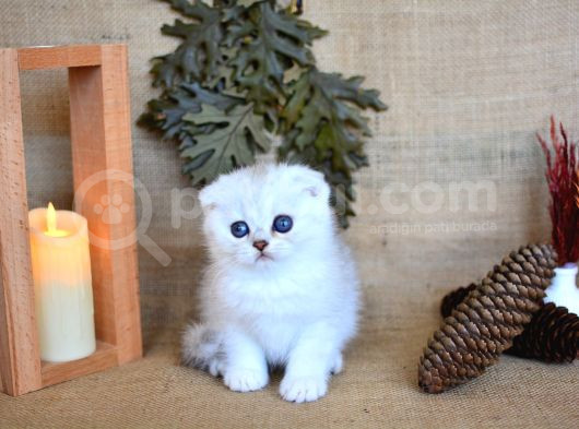 Pamuğumuz Silver Scottish Fold Yavrumuz