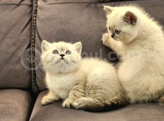 Show Kalite De Reng Reng British Scotti̇sh Bebekler görsel