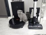 Aile sıcaklığnda büyüyen  scottish fold british yvrlr