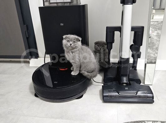 Aile Sıcaklığnda Büyüyen  Scottish Fold British Yvrlr