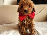 RED MALTİPOO BEBEGİMİZ
