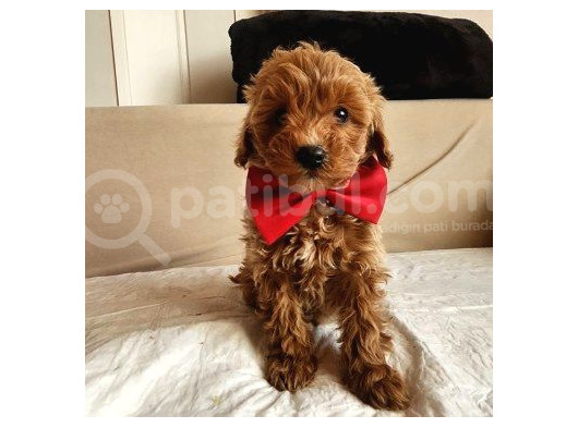 Red Malti̇poo Bebegi̇mi̇z
