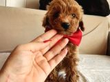 Red Malti̇poo Bebegi̇mi̇z