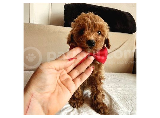 Red Malti̇poo Bebegi̇mi̇z görsel