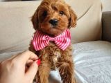 MALTİPOO YAVRUMUZ