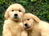 Safkan Macar Golden Retriever