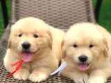 Safkan Macar golden retriever
