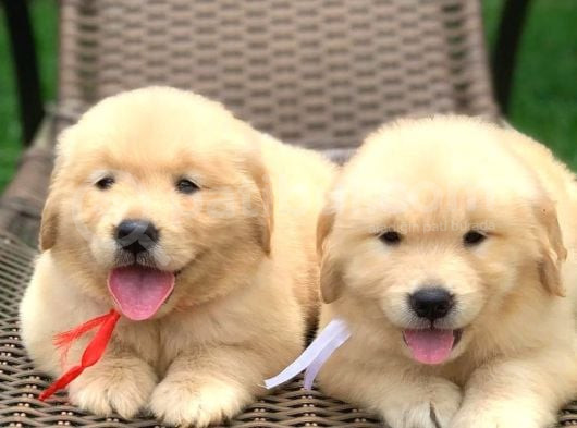 Safkan Macar Golden Retriever
