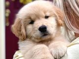 Safkan Macar Golden Retriever
