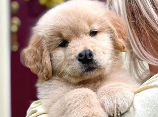 Safkan Macar Golden Retriever görsel
