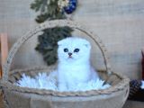 Pamuğumuz Silver Scottish Fold Yavrumuz