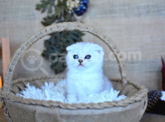 Pamuğumuz Silver Scottish Fold Yavrumuz görsel