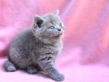 Yuvarlak Kafa Gri British Shorthair