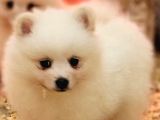 Safkan Irk Garantili Spitz Bebekler