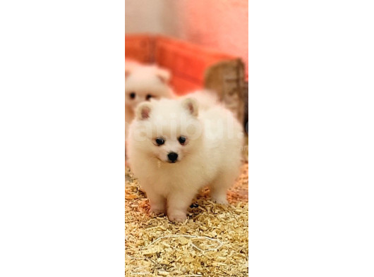 Safkan Irk Garantili Spitz Bebekler görsel