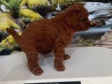 Çok Tatlı Red Brown Dişi Toy Poodle