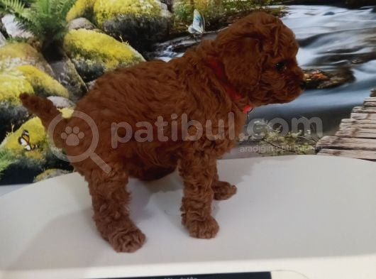 Çok Tatlı Red Brown Dişi Toy Poodle görsel