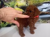 Çok Tatlı Red Brown Dişi Toy Poodle
