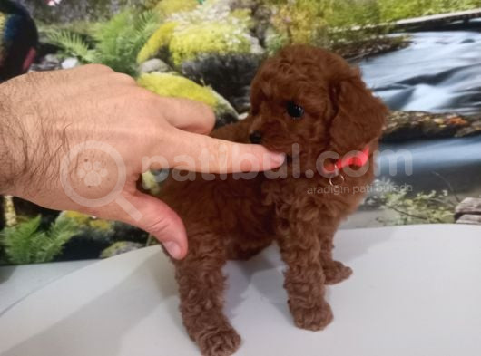 Çok Tatlı Red Brown Dişi Toy Poodle görsel