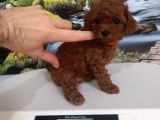 Çok Tatlı red brown dişi toy poodle