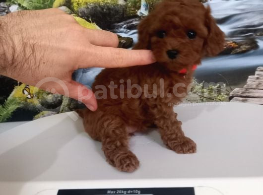 Çok Tatlı Red Brown Dişi Toy Poodle