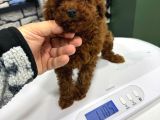Red Brown Çok  Özel Toy Poodle Yavrularimiz