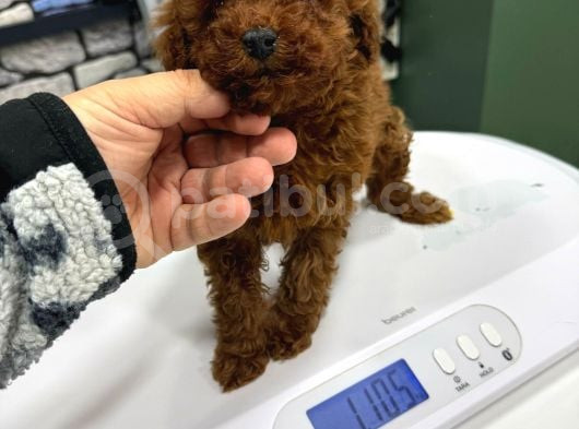 Red Brown Çok  Özel Toy Poodle Yavrularimiz görsel